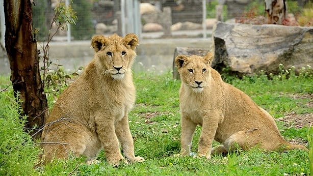 Doğal Yaşam’dan Kareler